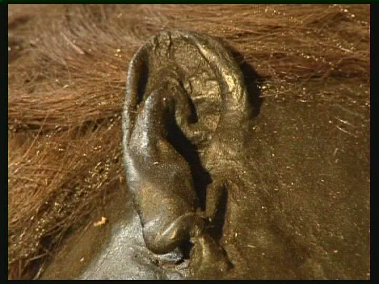 975040013 / Grauballe Man / Bog Body / Denmark