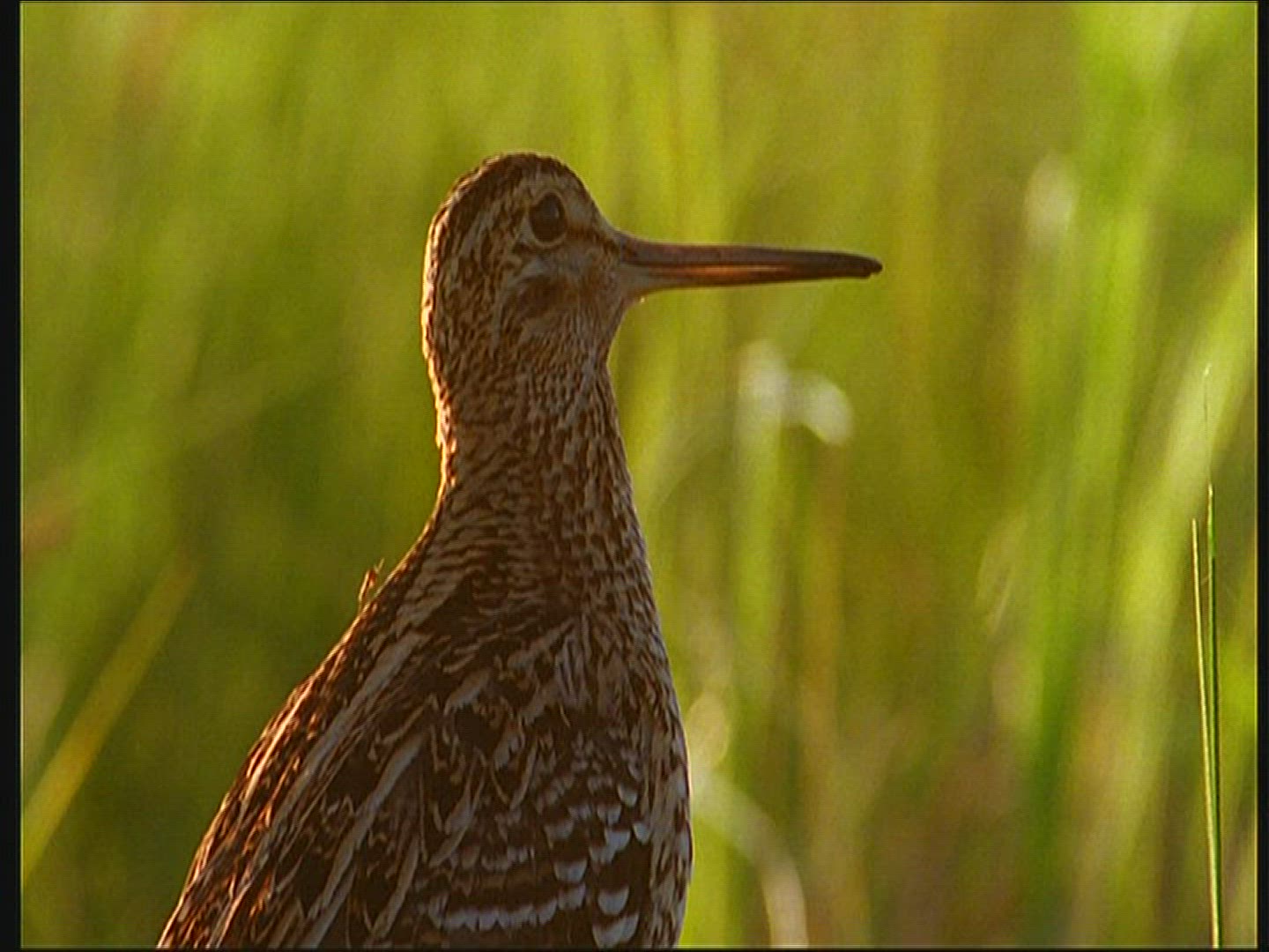601120317 / Double Snipe / Courtship / Poland