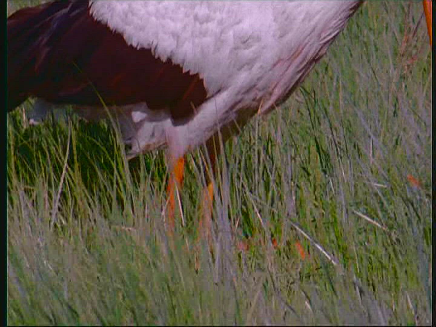 996061010 / White Stork / Foraging / Poland