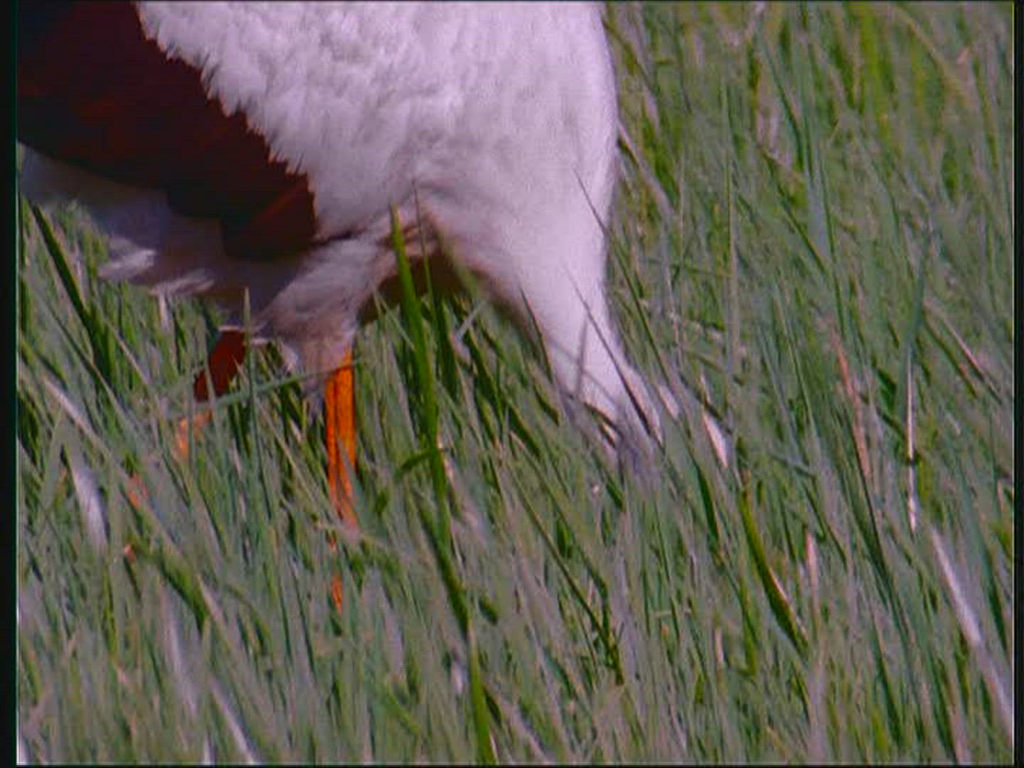 433814157 / White Stork / Foraging / Poland