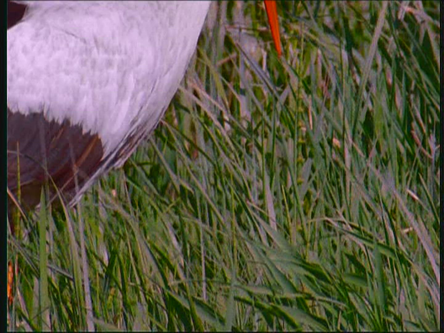 325407399 / White Stork / Foraging / Poland