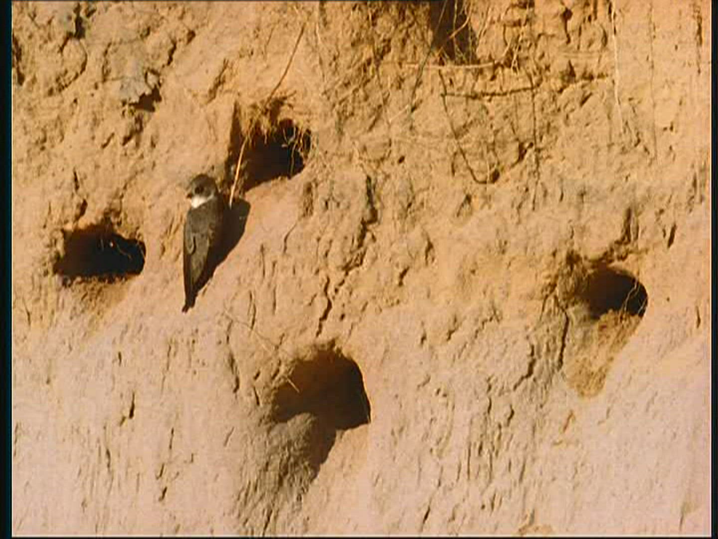 947987907 / Bank Swallow / Breeding Colony / Poland