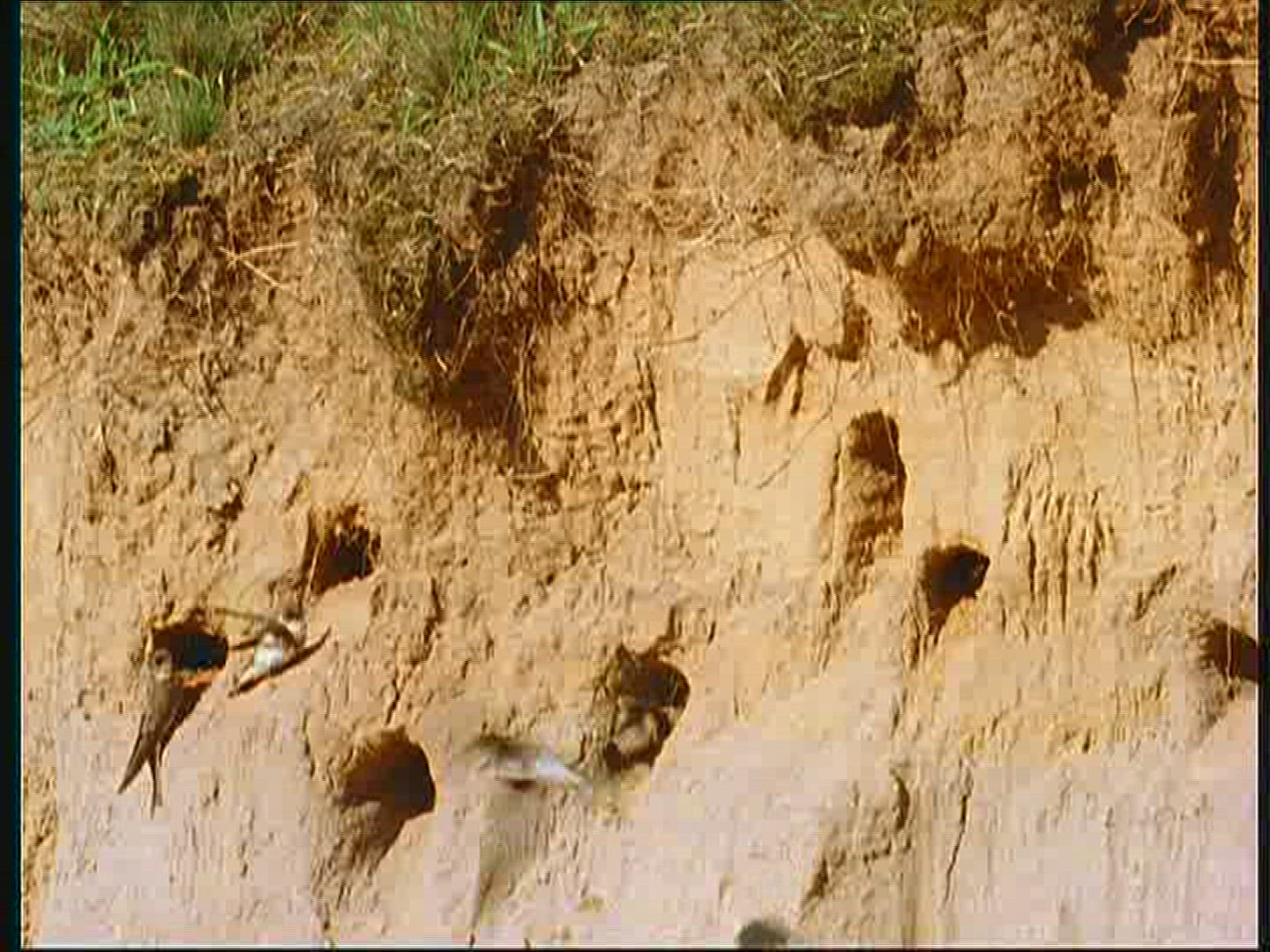 860976996 / Bank Swallow / Breeding Colony / Poland