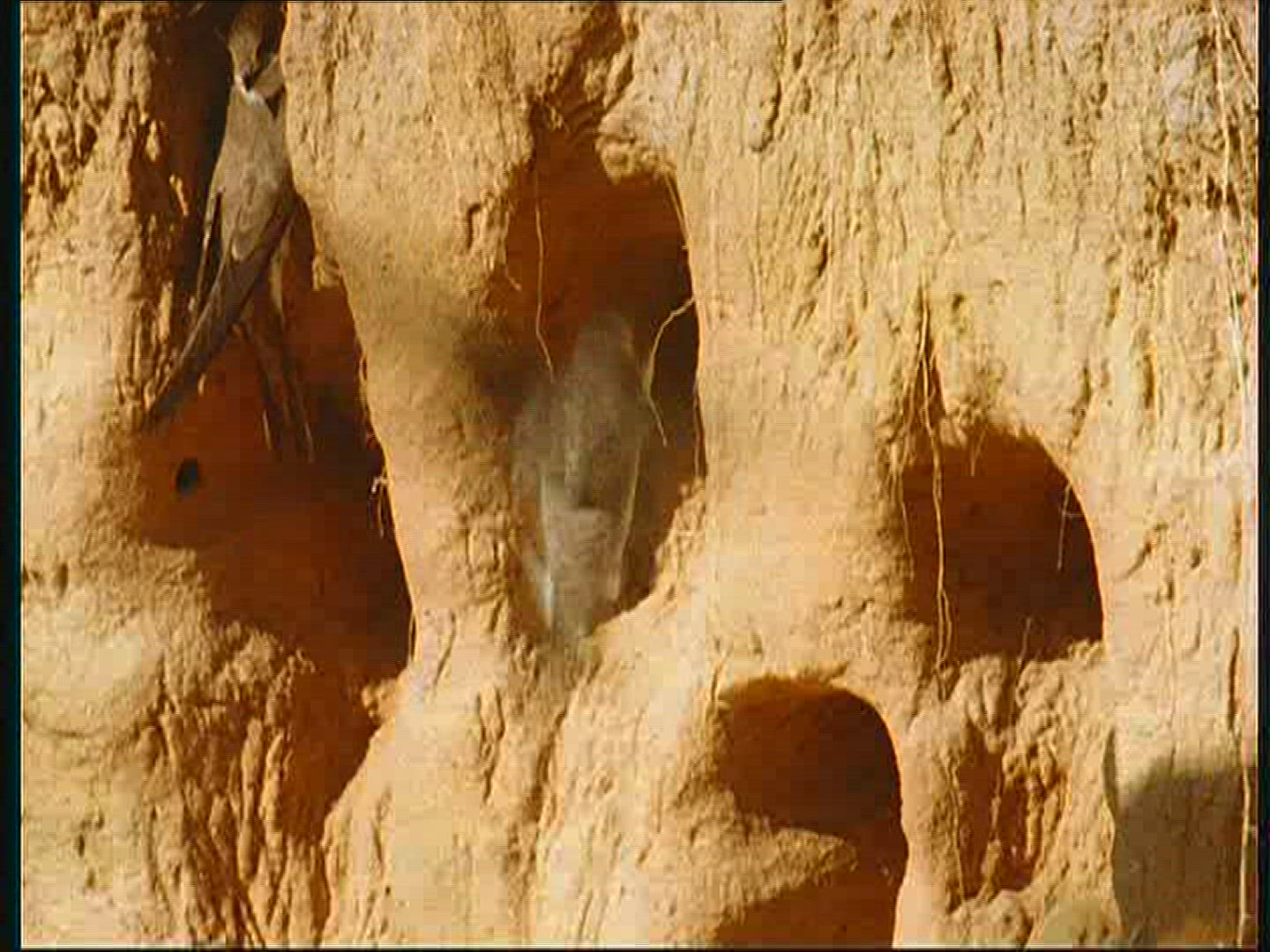 410868413 / Bank Swallow / Breeding Colony / Poland