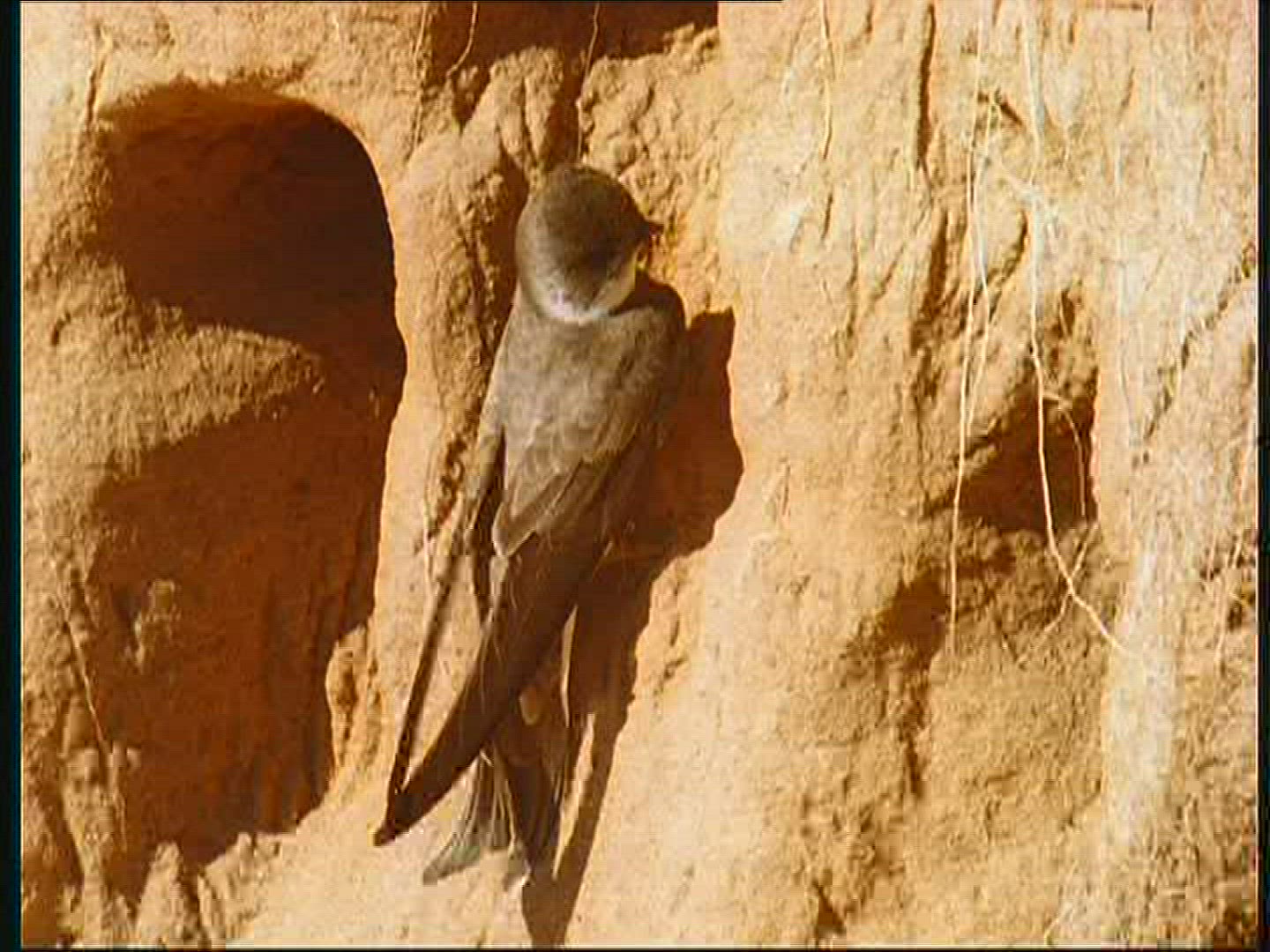 452805373 / Bank Swallow / Breeding Colony / Poland