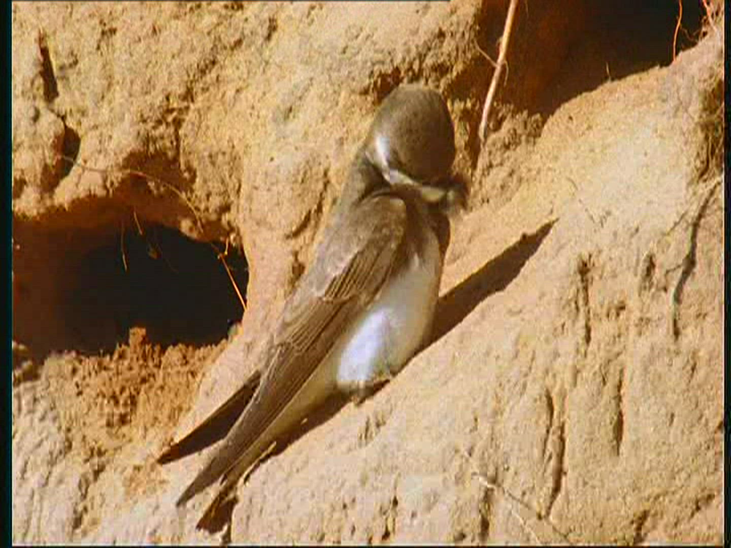 861491347 / Bank Swallow / Breeding Colony / Poland