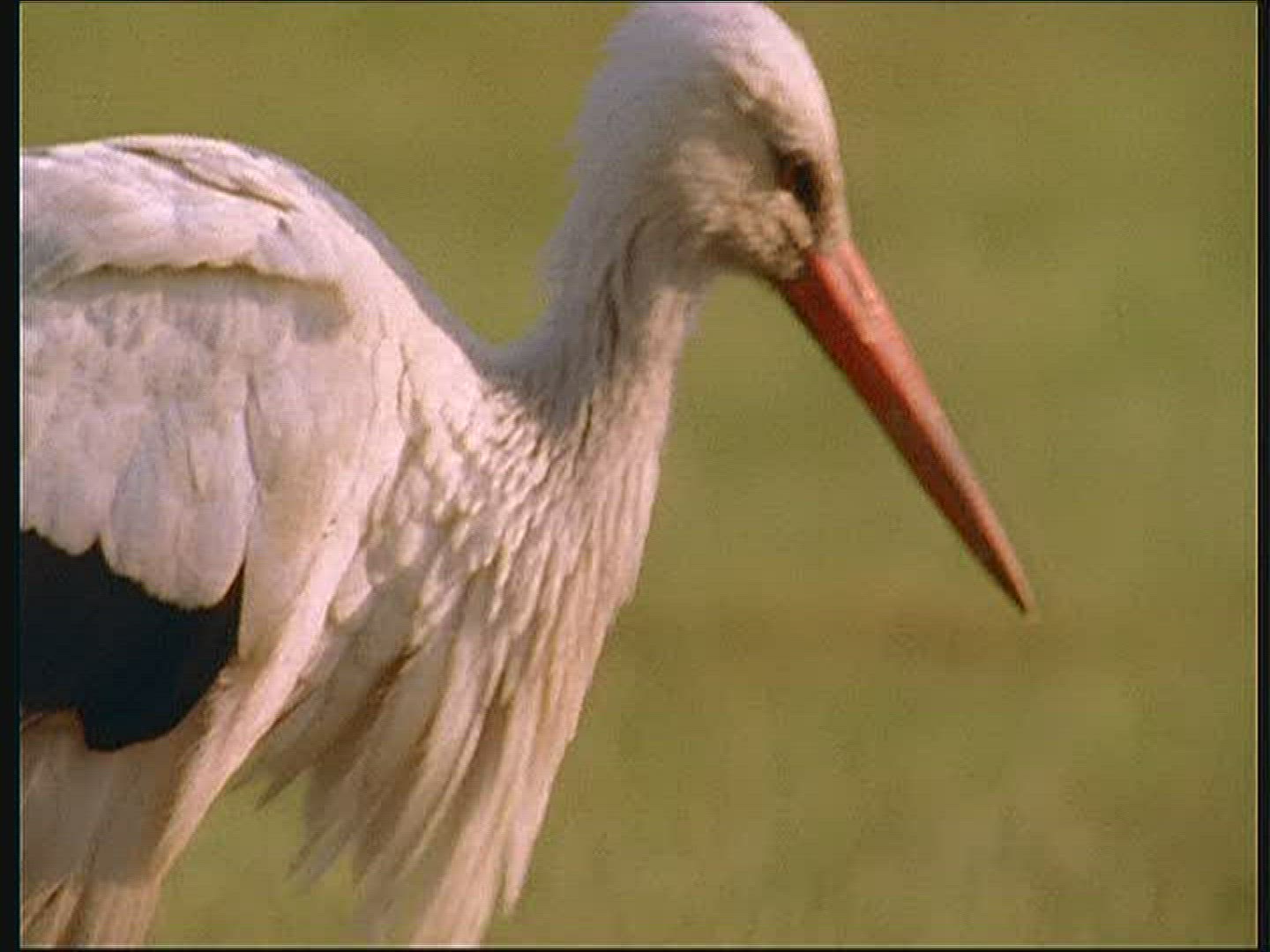 122521048 / White Stork / Poland