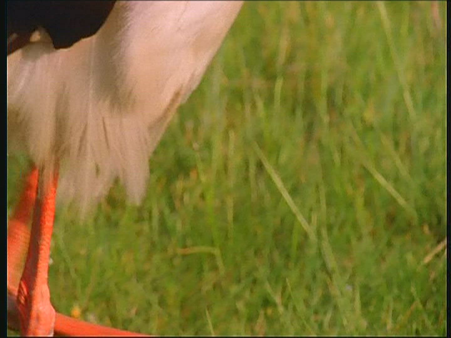 209219545 / White Stork / Poland