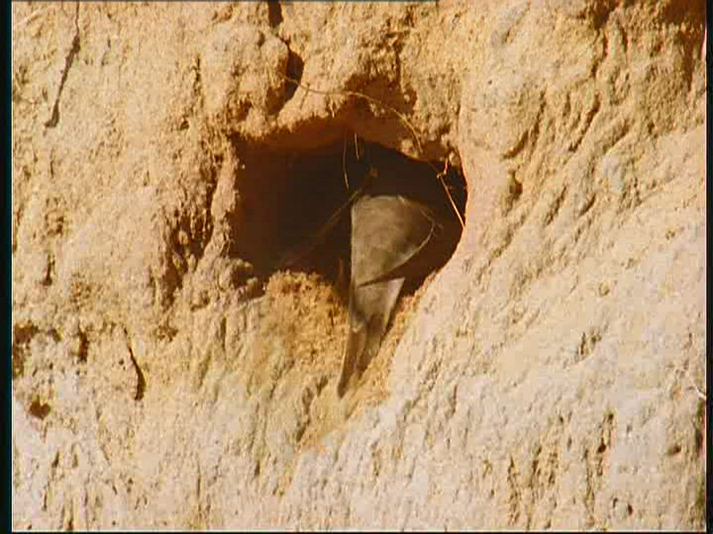 469156272 / Bank Swallow / Breeding Colony / Poland