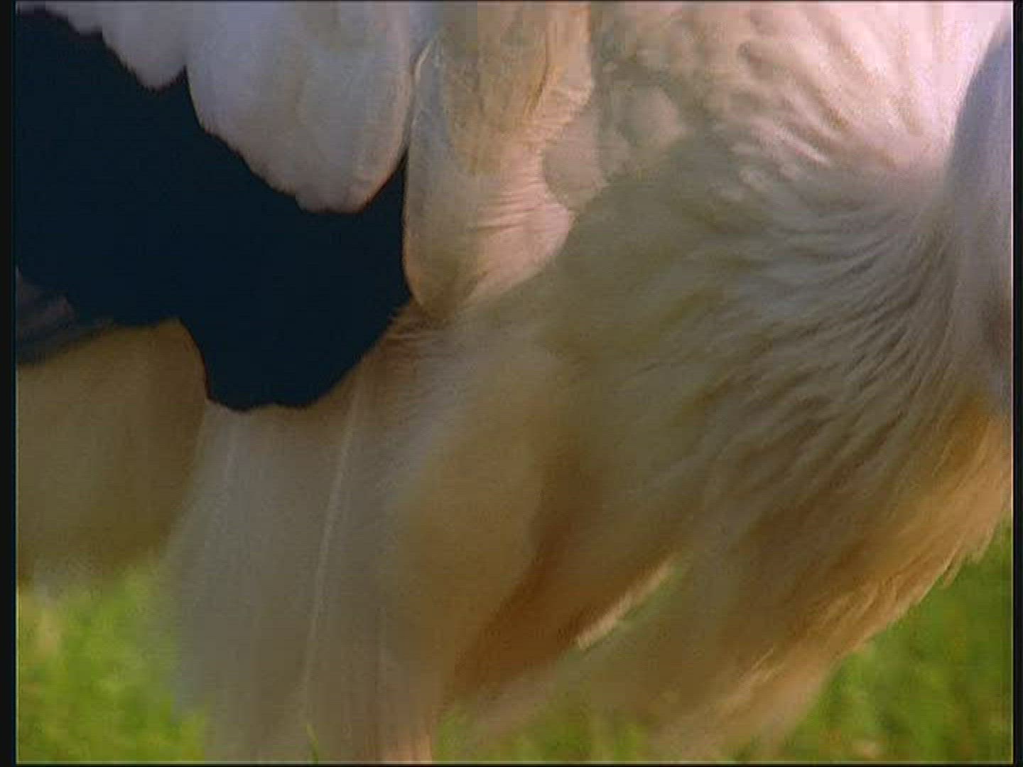 380157903 / White Stork / Poland