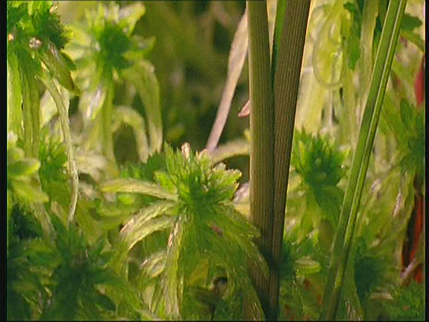 964690763 / Swamp / Poland