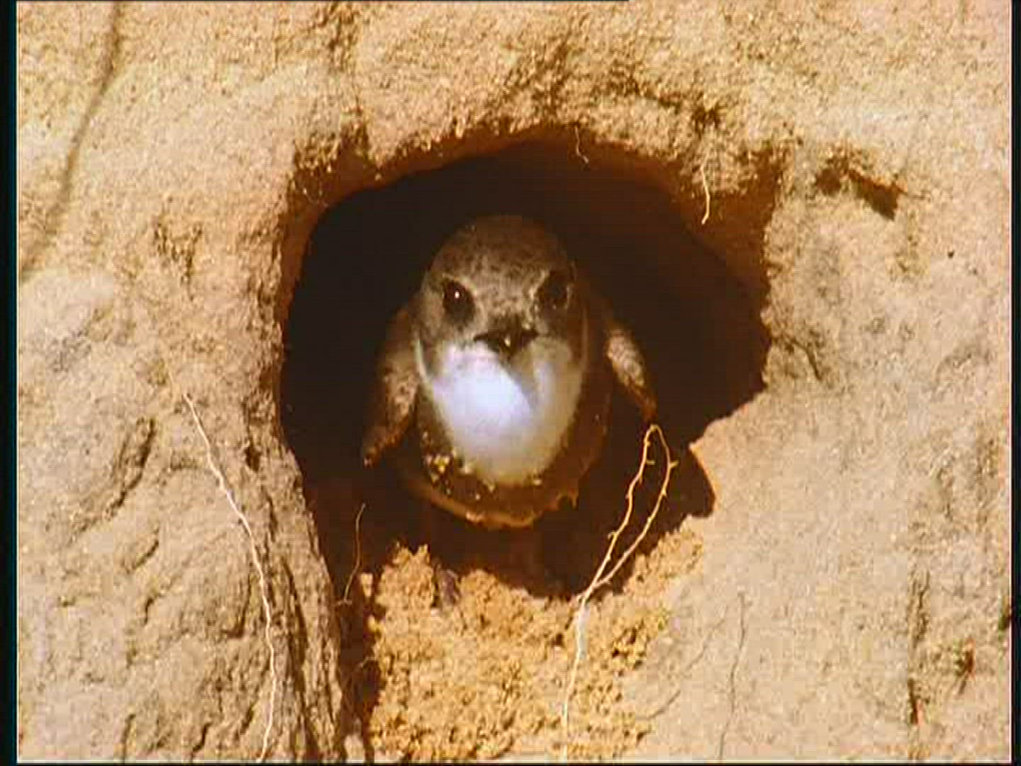 713344448 / Bank Swallow / Breeding Colony / Poland
