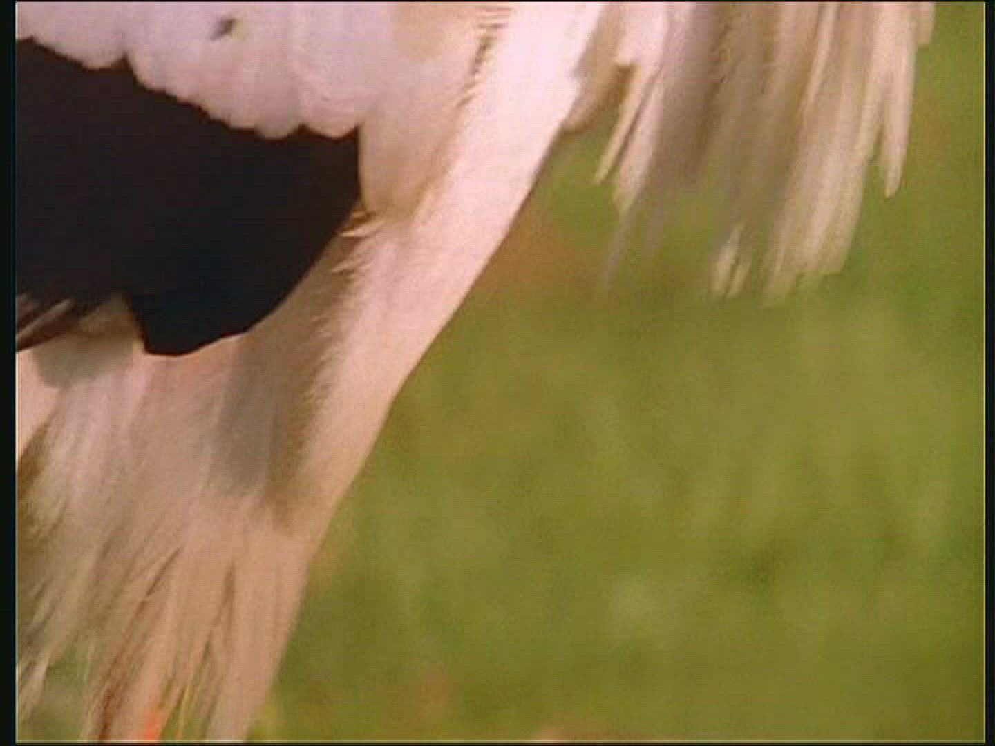 962381929 / White Stork / Poland