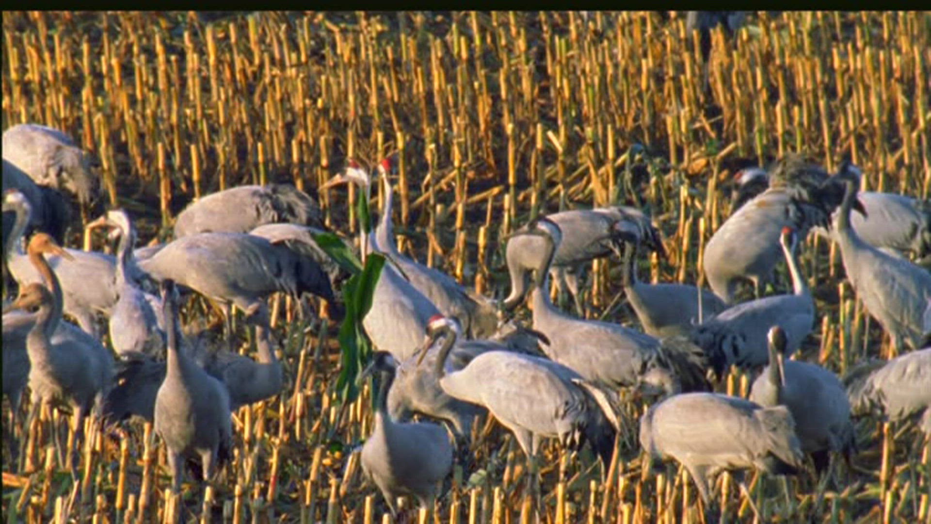 538360198 / Common Crane / Eating / Germany