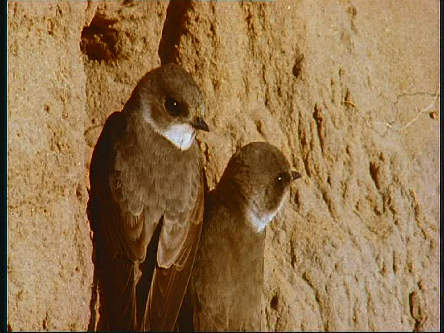 450175207 / Bank Swallow / Couple / Poland