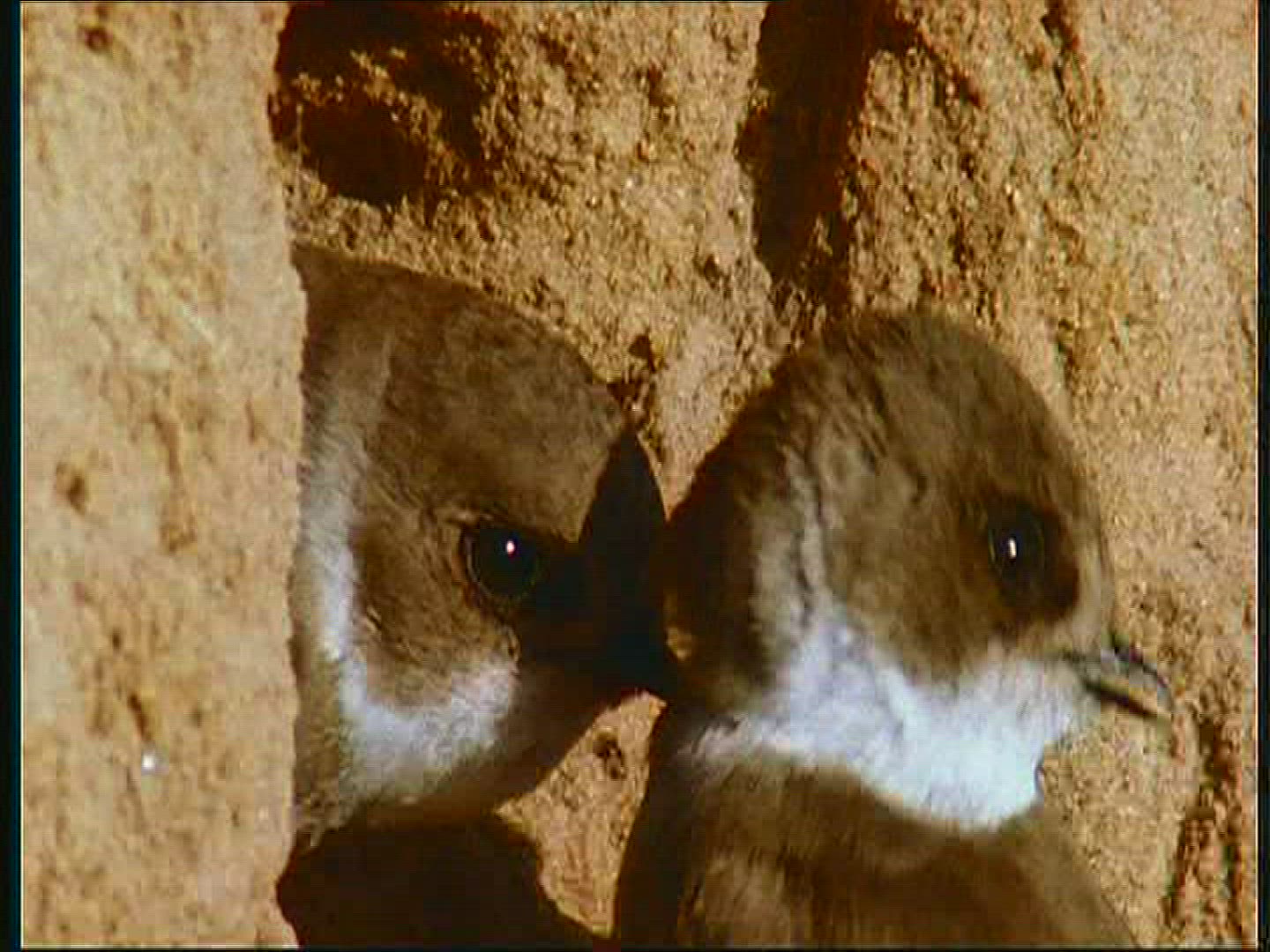324303675 / Bank Swallow / Couple / Poland