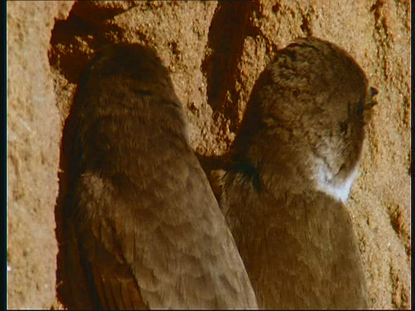 249736341 / Bank Swallow / Couple / Poland