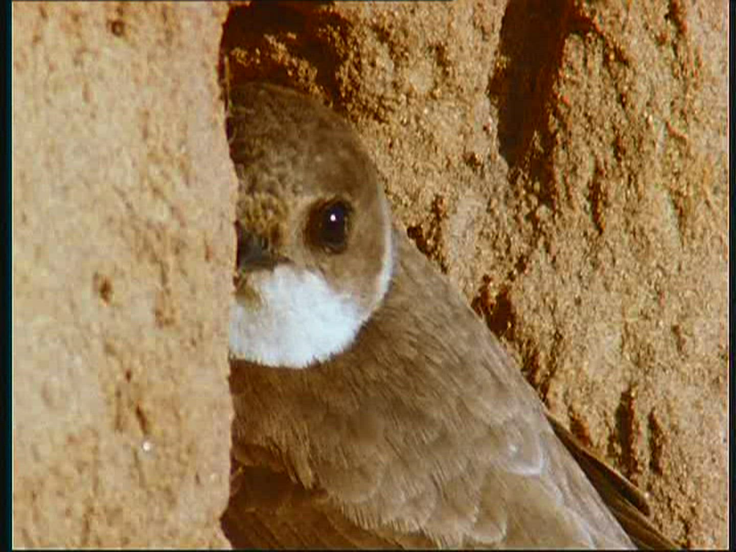 802715144 / Bank Swallow / Couple / Poland