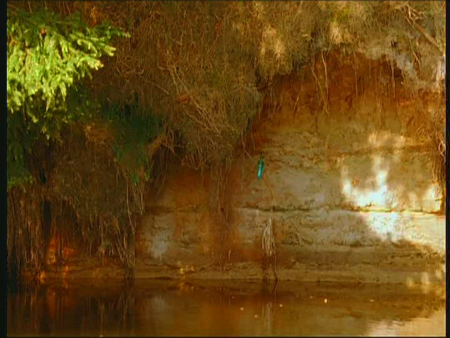 337399040 / Kingfisher / Animal Dwelling / Poland