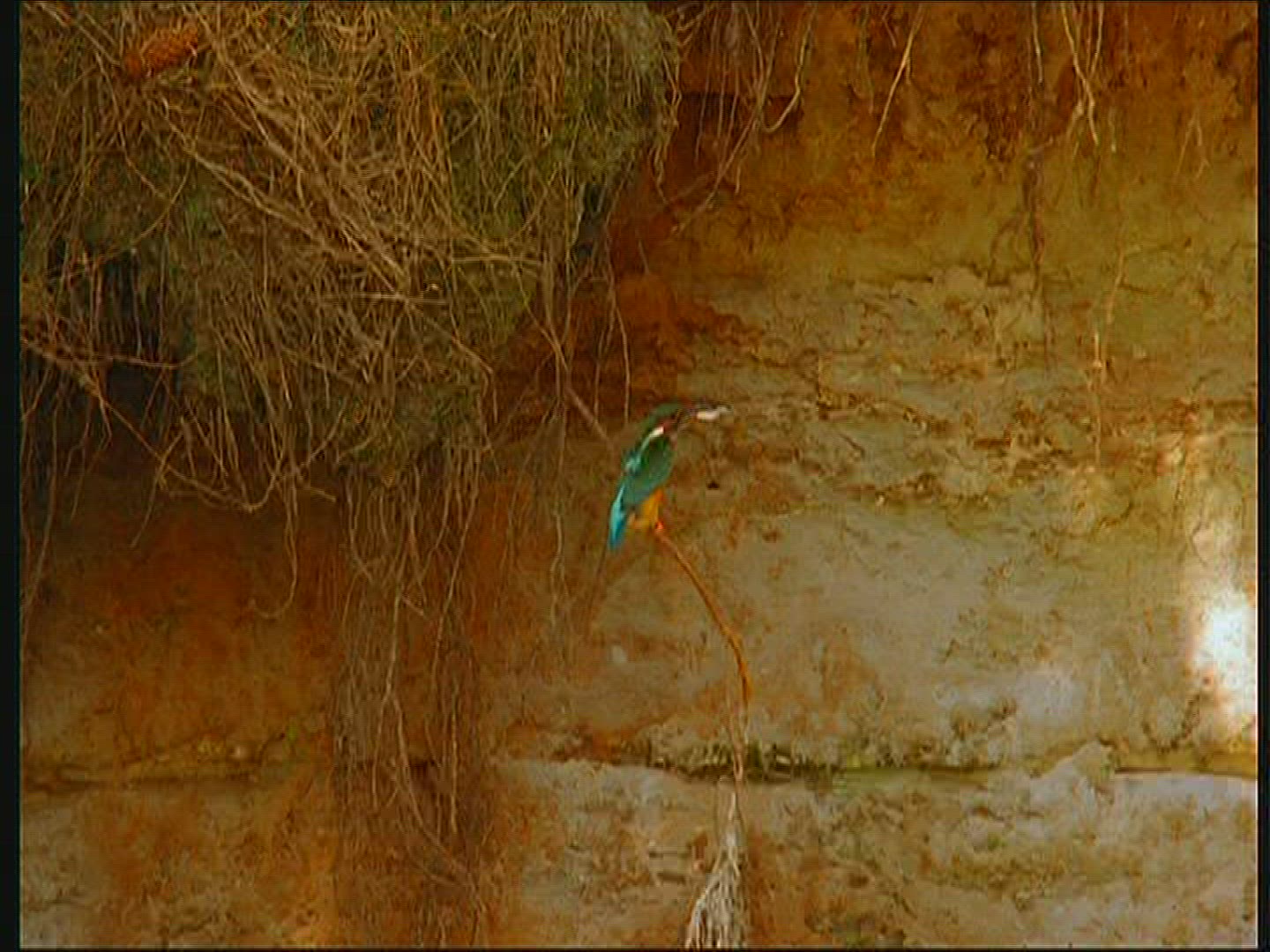 849828024 / Kingfisher / Animal Dwelling / Poland