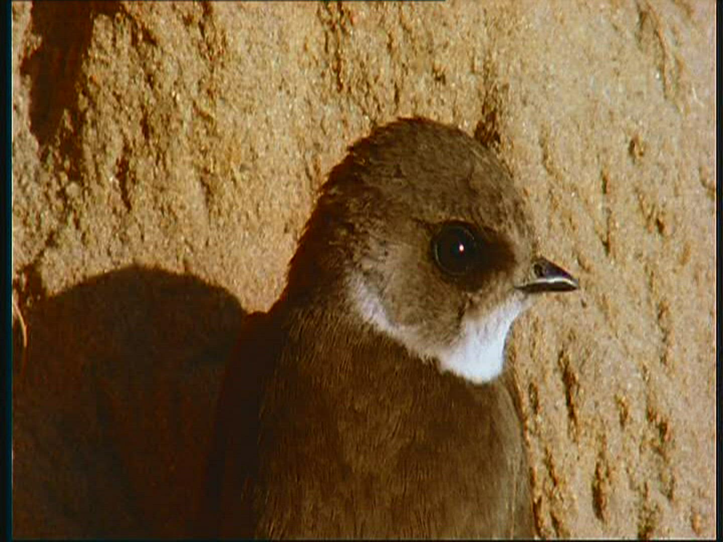451299075 / Bank Swallow / Couple / Poland