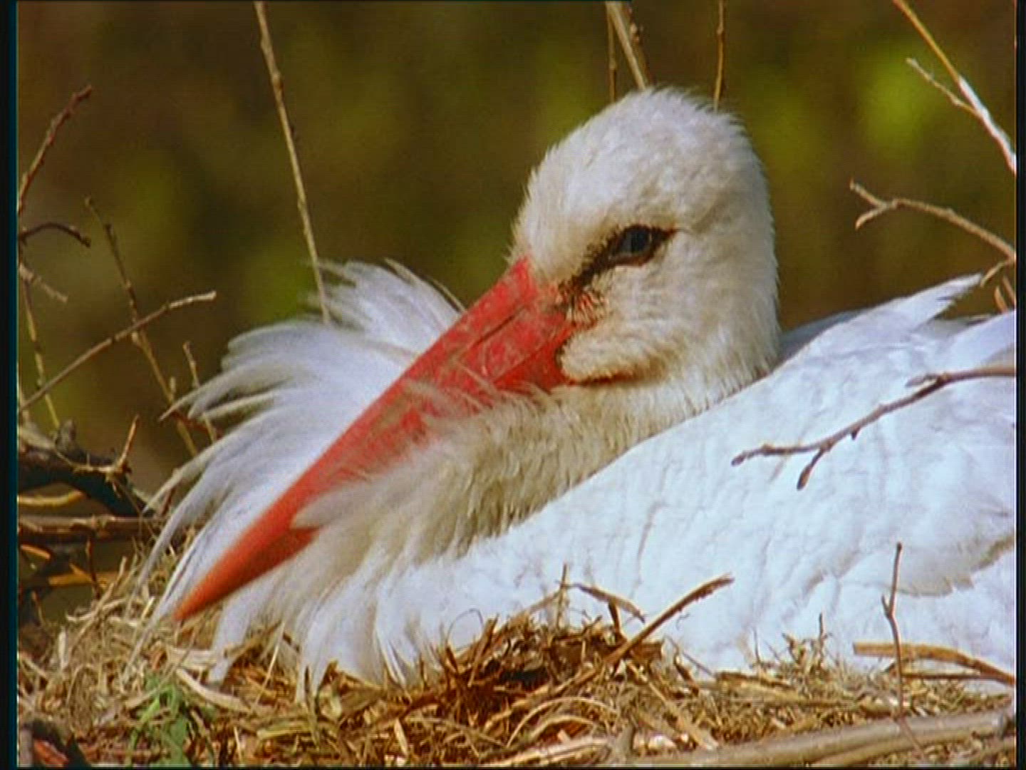 107153234 / White Stork / Eyrie / Poland