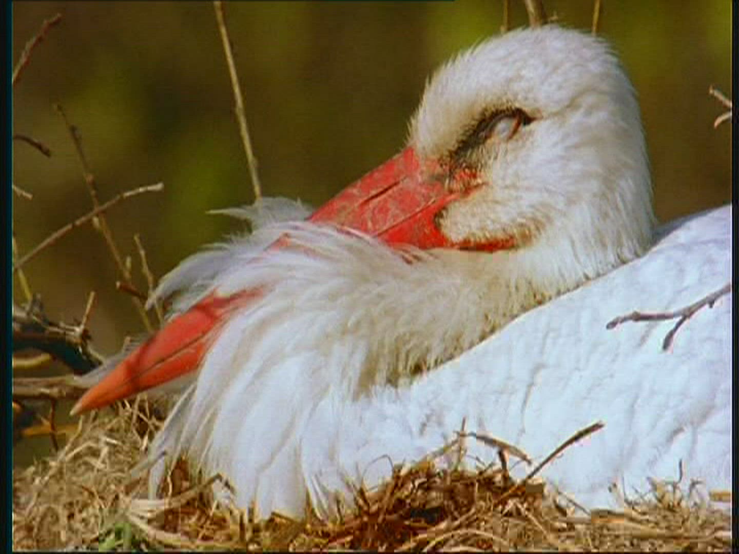 614413205 / White Stork / Eyrie / Poland