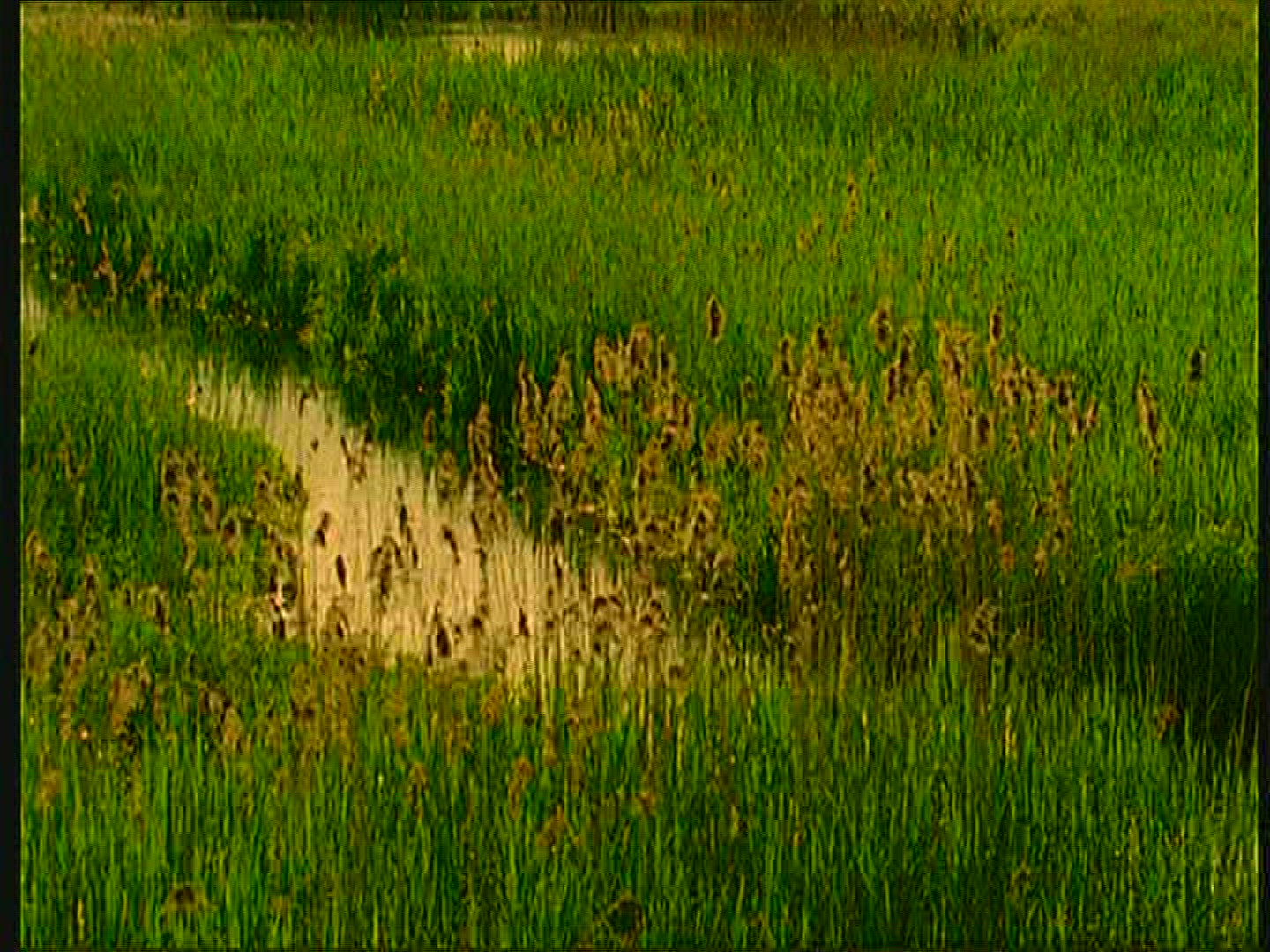 606578278 / Stream / Reed / Poland