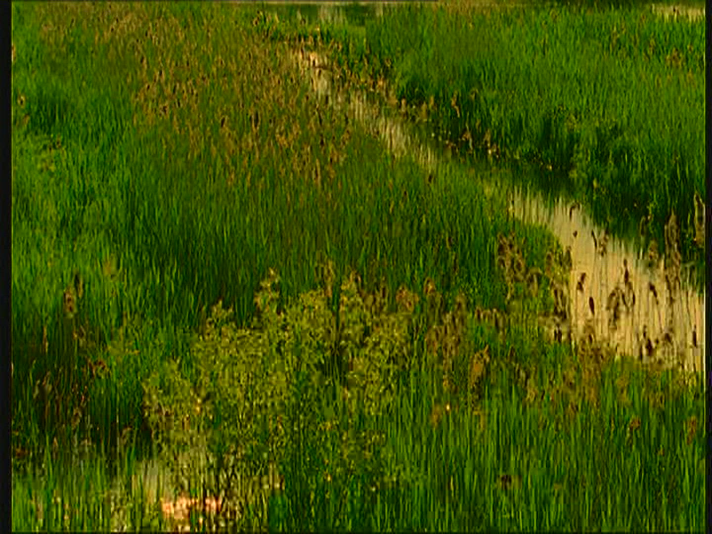 255567789 / Stream / Reed / Poland