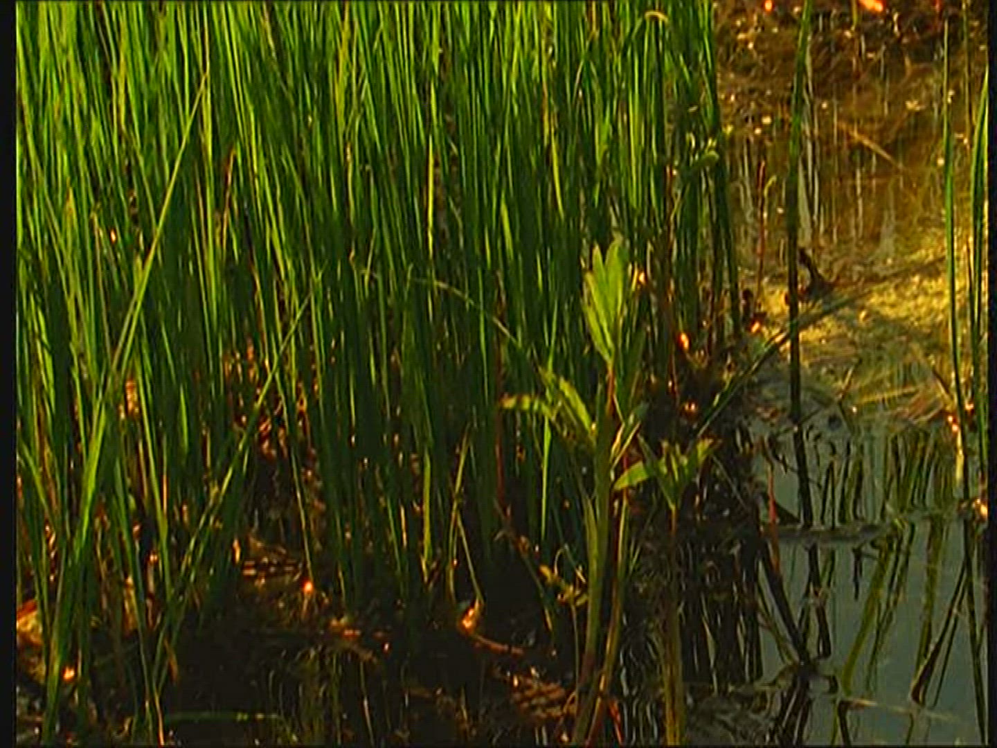 249325173 / Stream / Reed / Poland