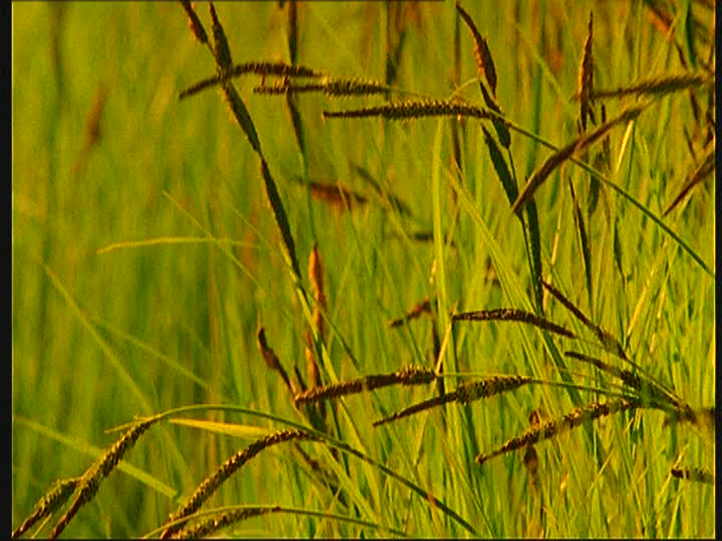 612784837 / Stream / Reed / Poland