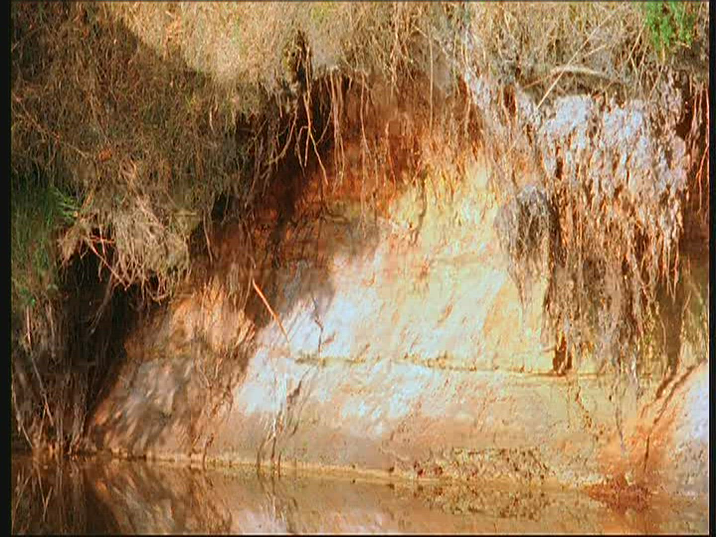 231724505 / Kingfisher / Animal Dwelling / Poland