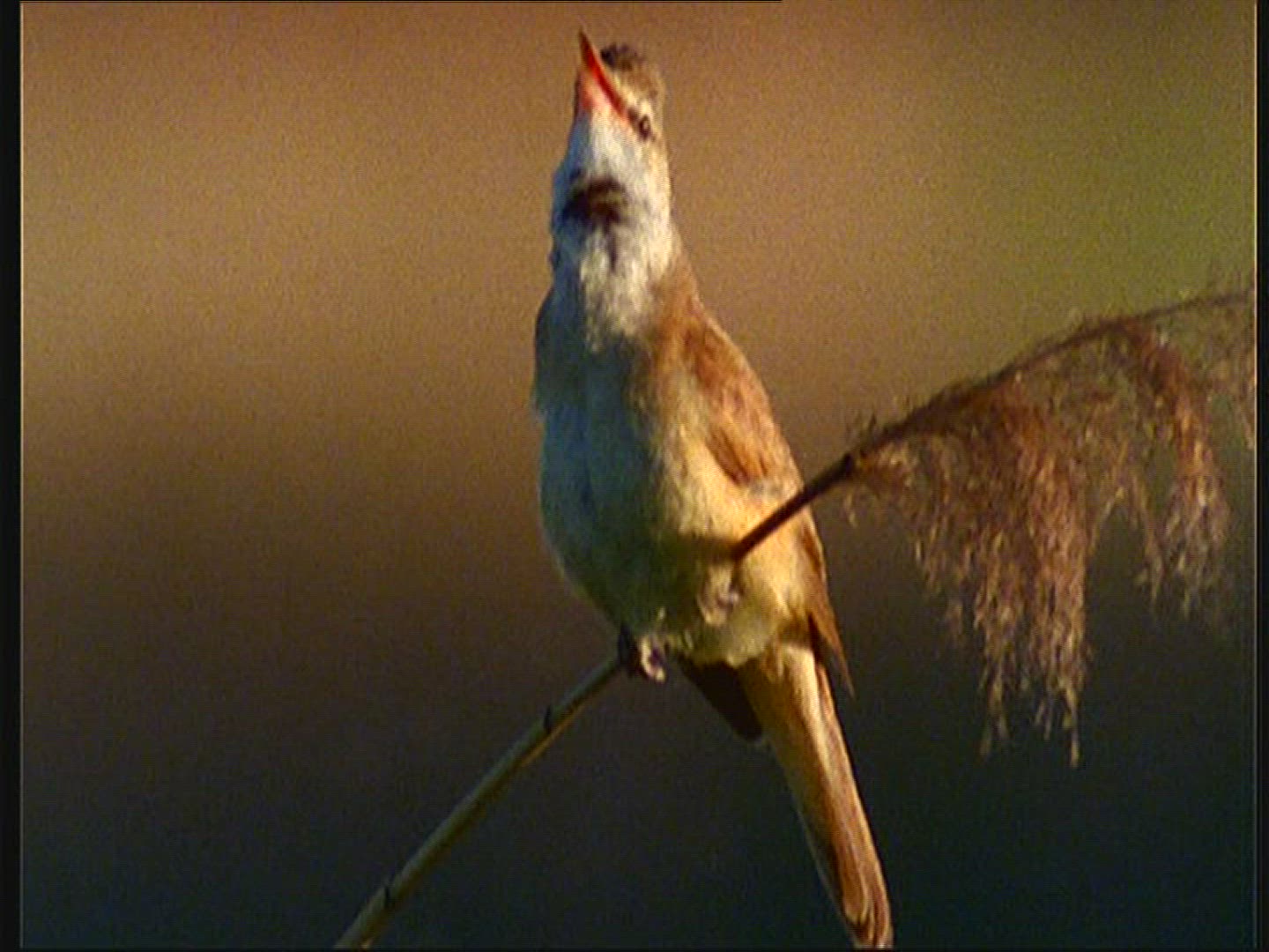 465911015 / Great Reed Warbler / Reed / Poland