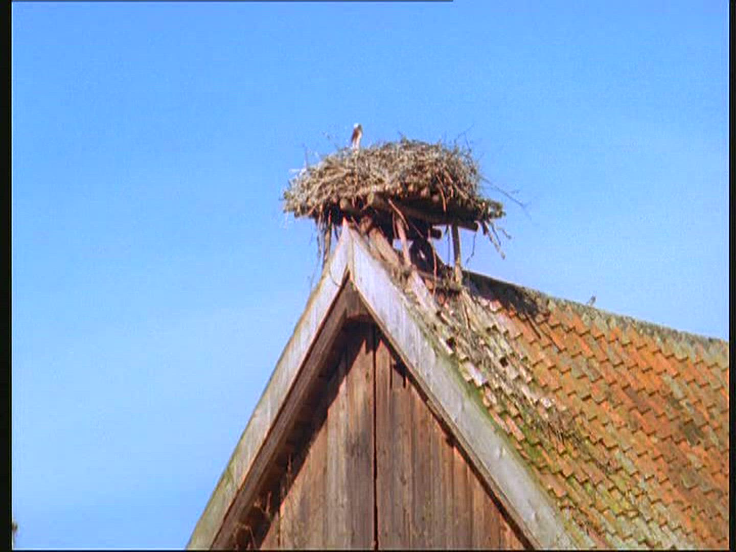 261472908 / White Stork / Nest-building / Poland