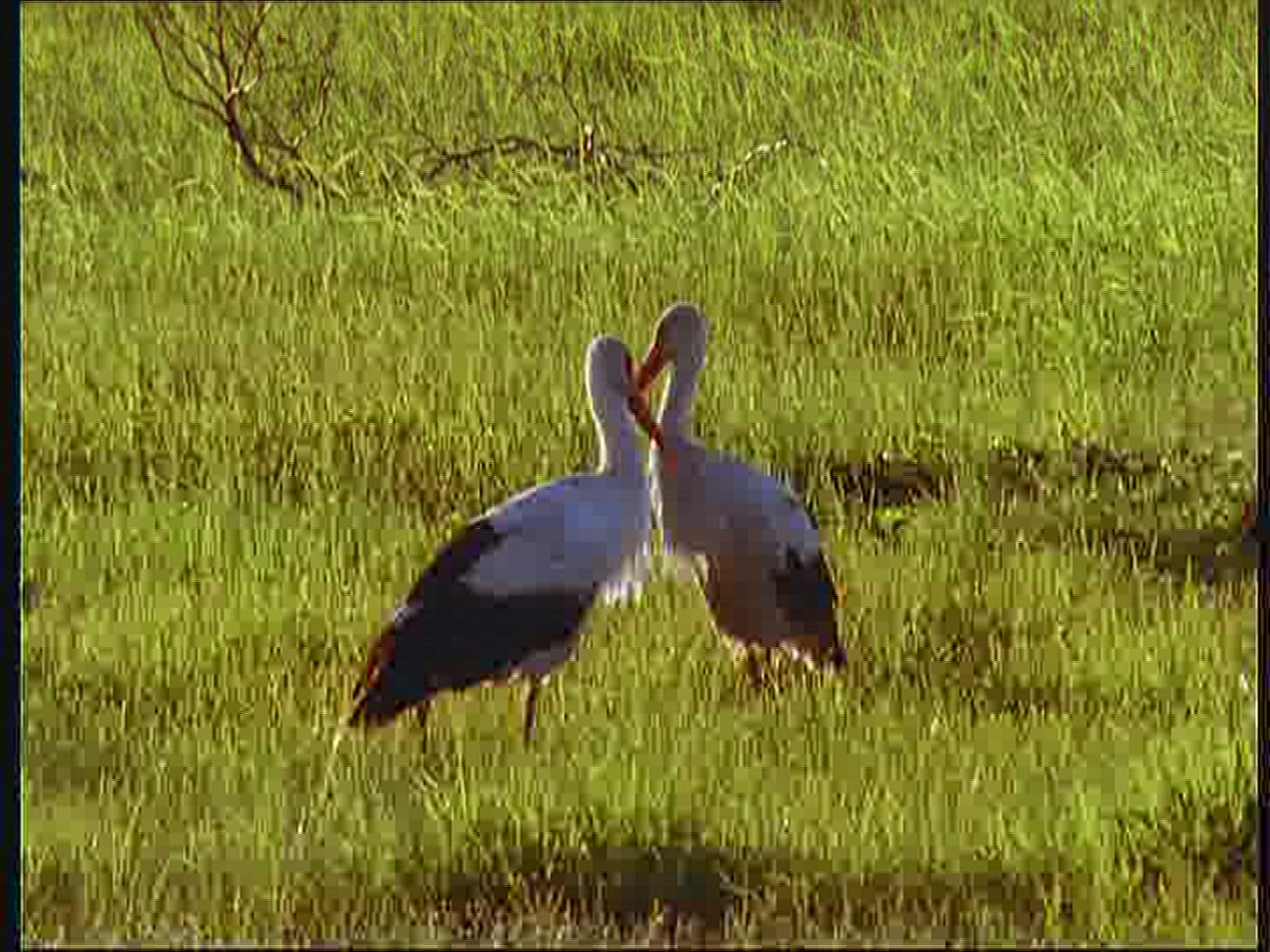 819599253 / White Stork / Foraging / Poland