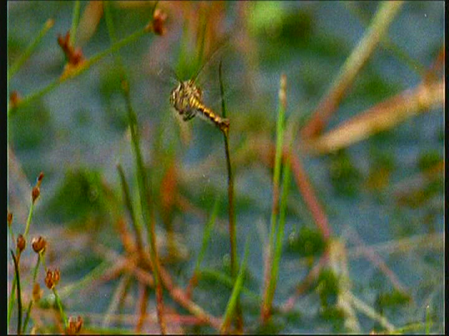 353079664 / Dragonfly / Europe