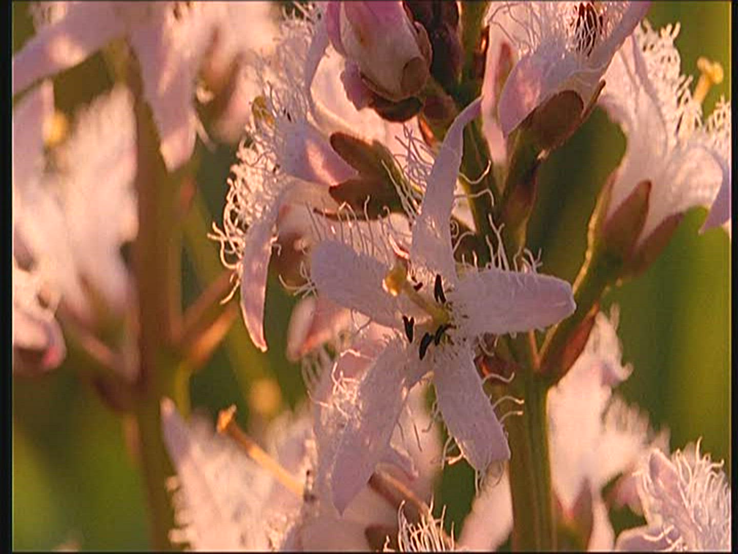 973194143 / Bogbean / Europe