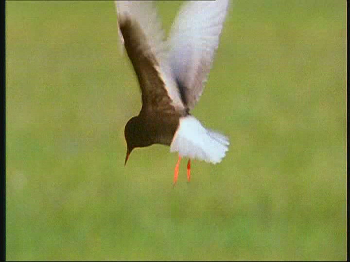 535267634 / White-winged Black Tern / Foraging / Poland