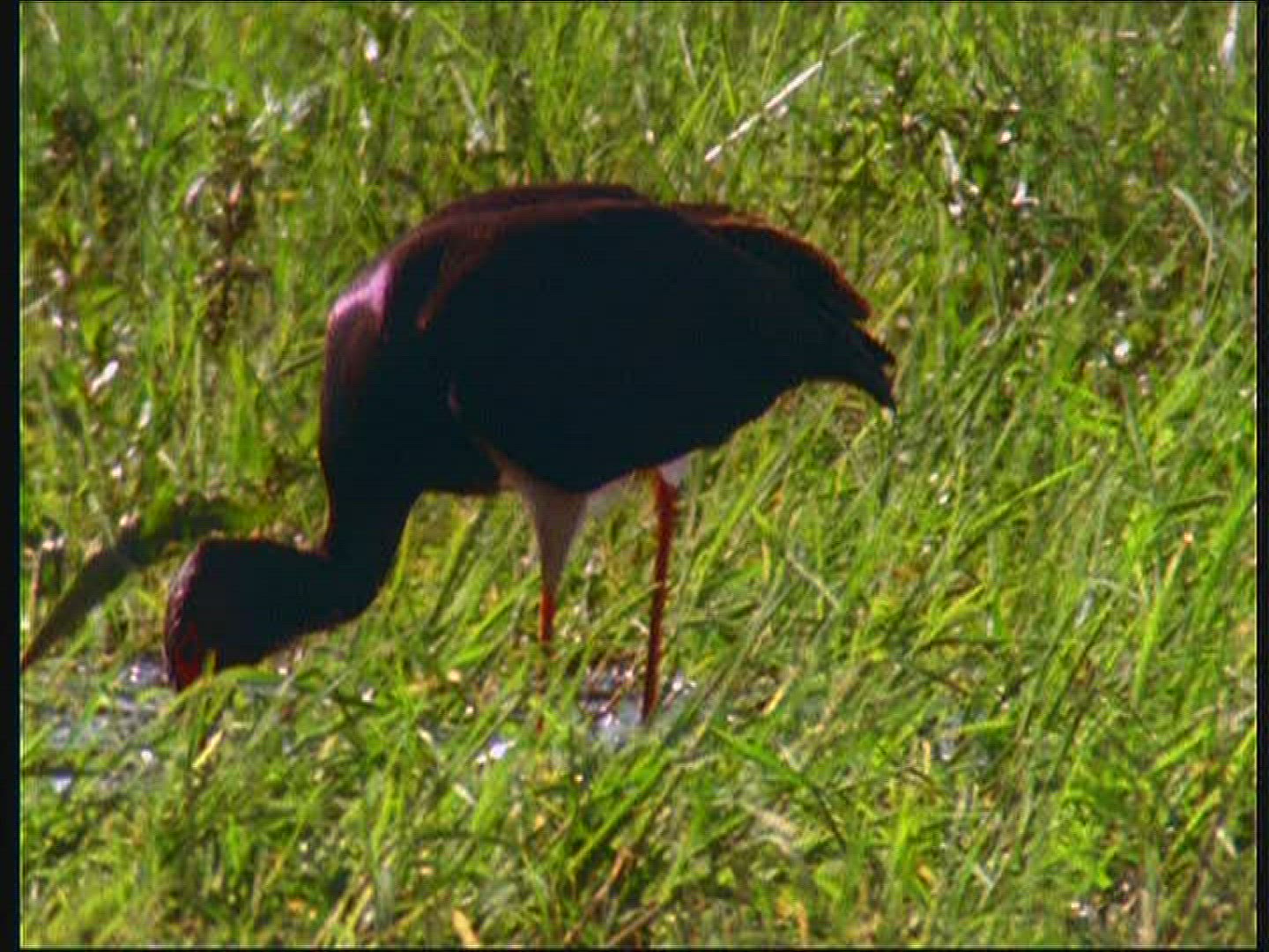 188392880 / Black Stork / Swamp / Poland