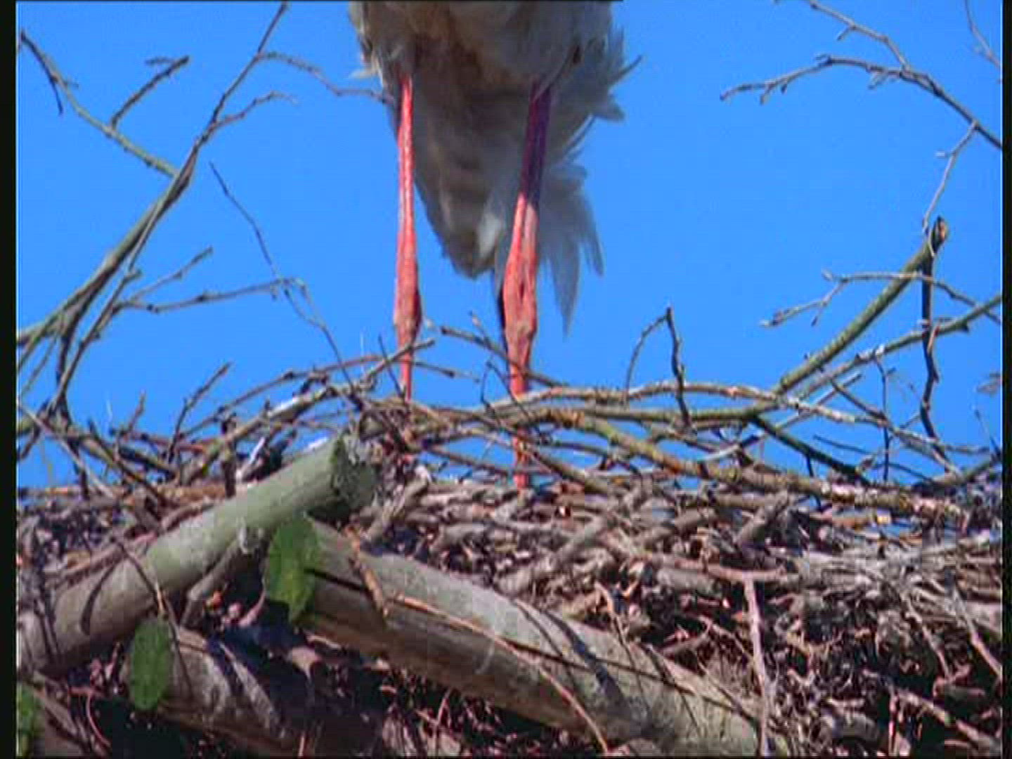917221724 / White Stork / Nest-building / Poland