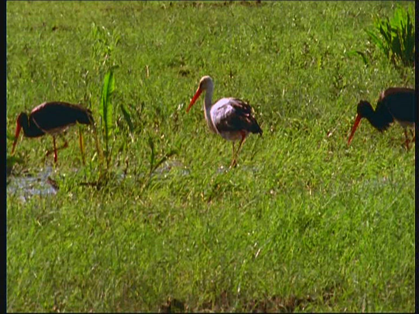 739049738 / Black Stork / Swamp / Poland