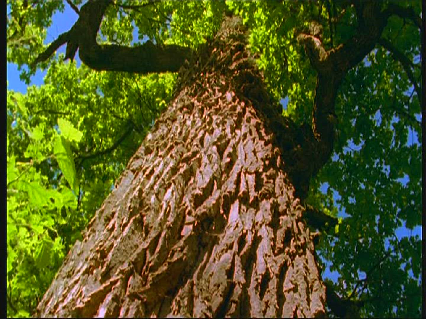 833922505 / Oak / Bark / Poland