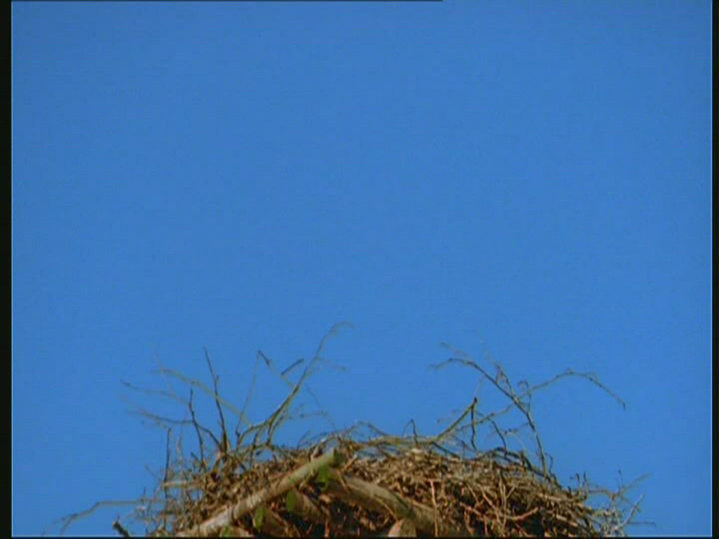 460754884 / White Stork / Nest-building / Poland