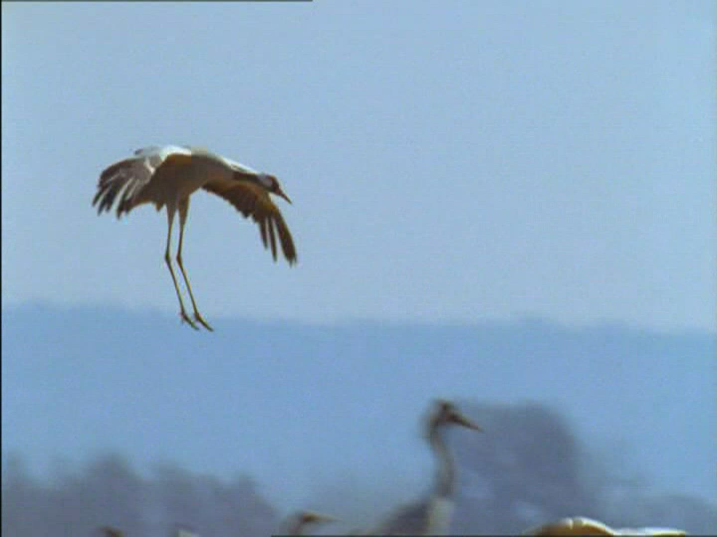 679062682 / Common Crane / Sweden