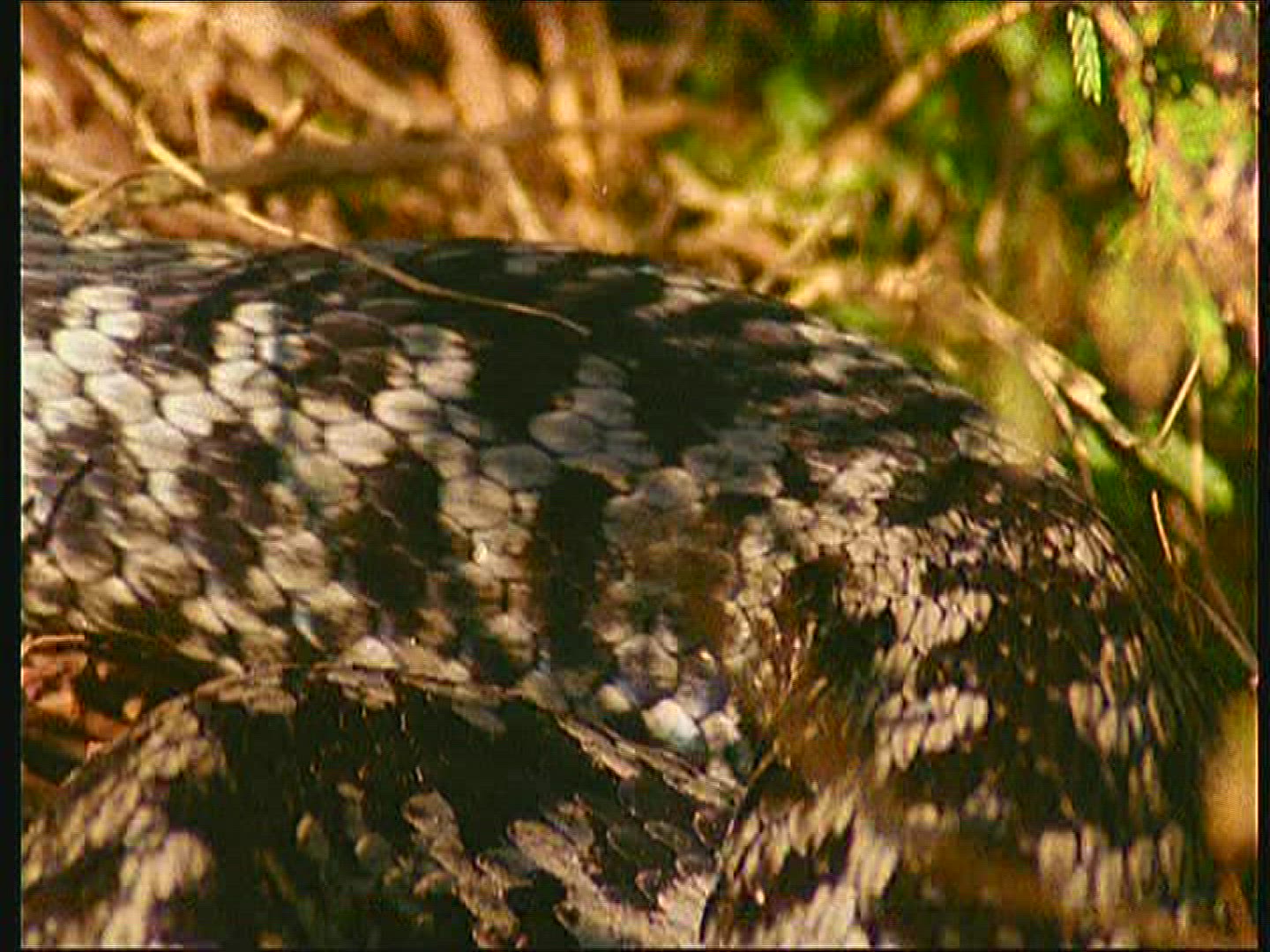 996522246 / European Adder / Snake / Sweden