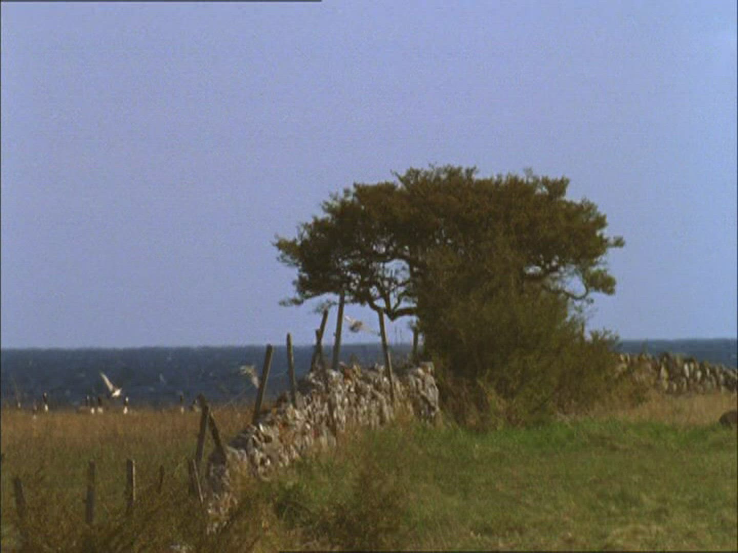 712164937 / Barnacle Goose / Flock of Birds / Sweden