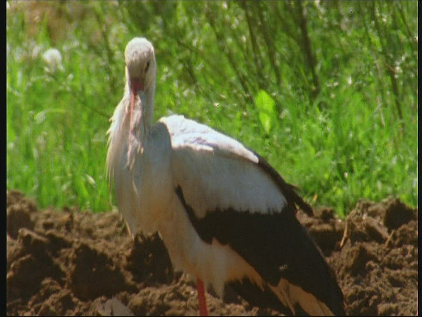 366006505 / White Stork / Poland