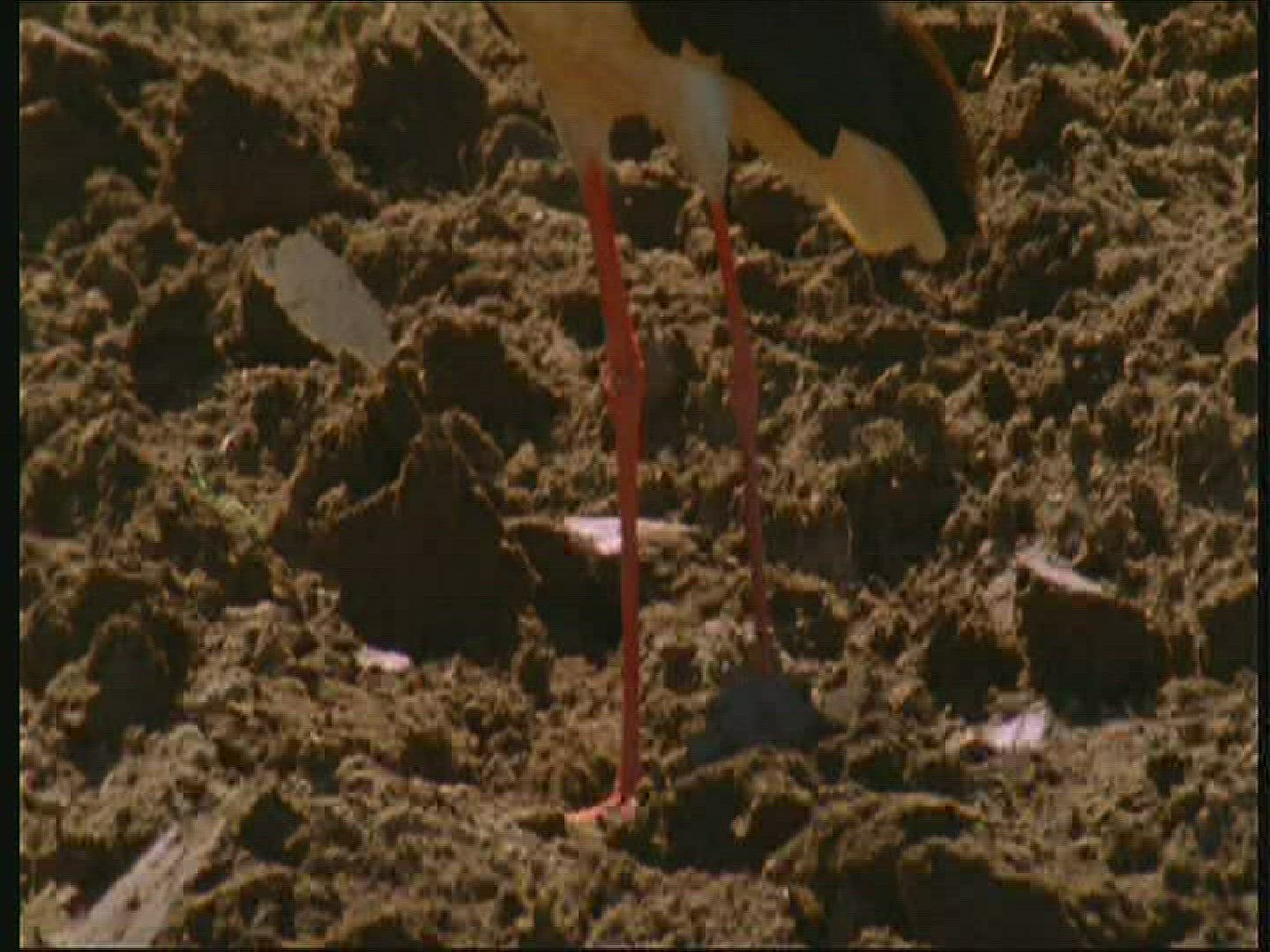 751321499 / White Stork / Poland