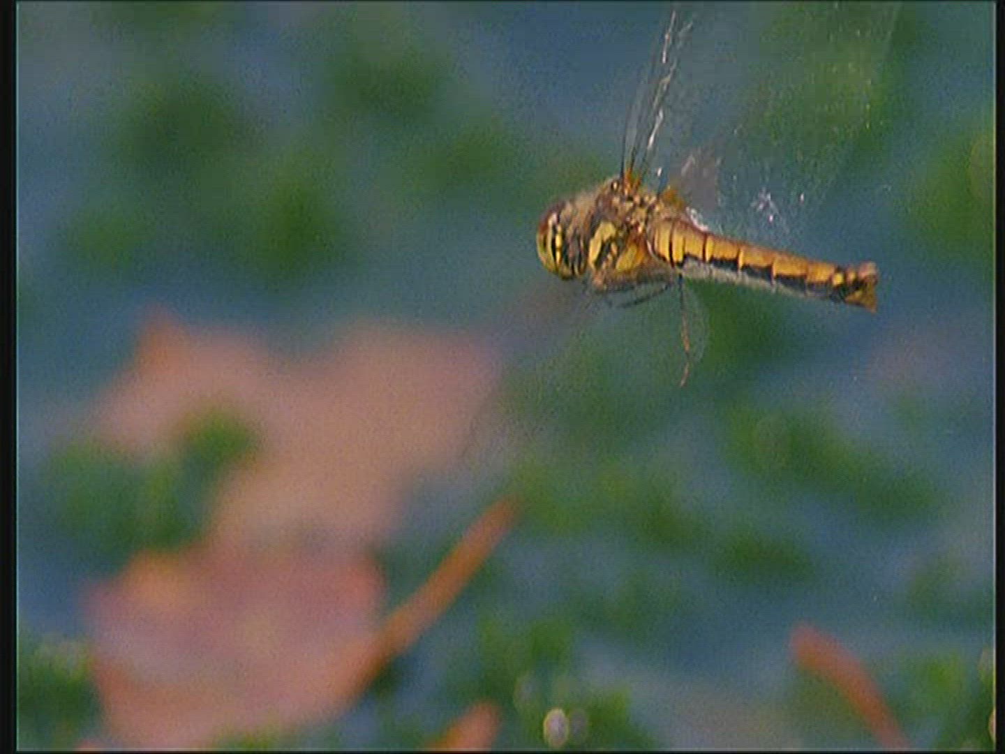 367036304 / Dragonfly / Europe