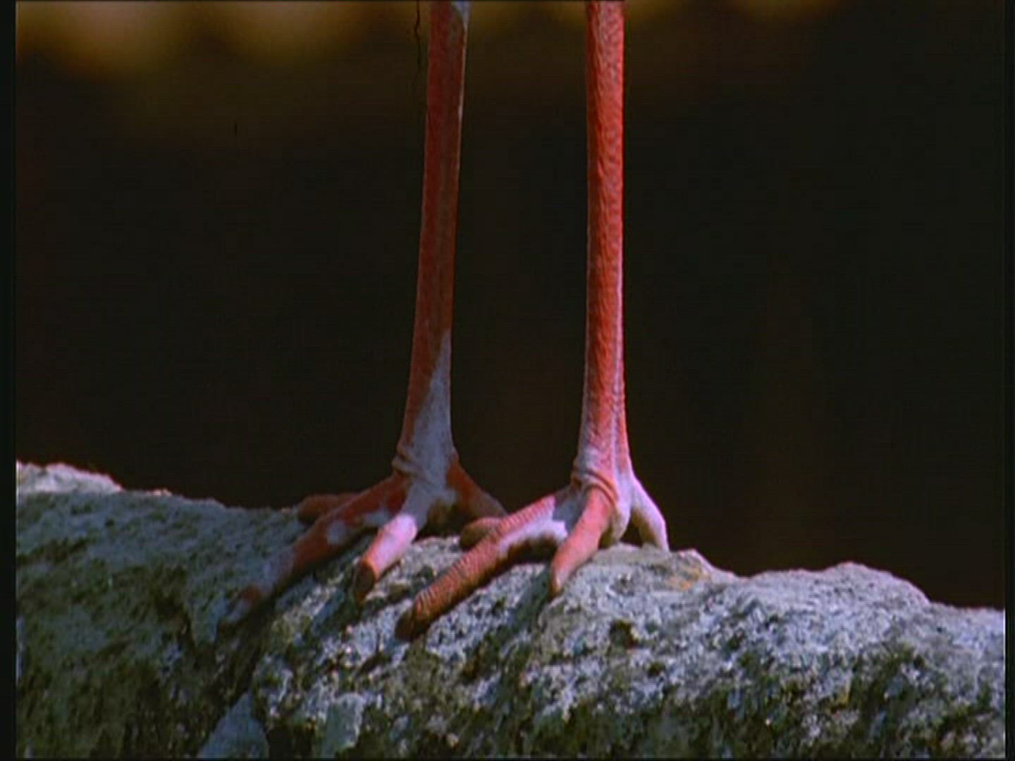 183400623 / White Stork / Foot / Claw / Poland